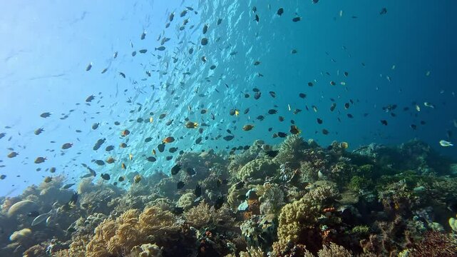 Schools of tropical fish swim under the ocean's surface on a coral reef.