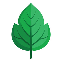 Green Leaf Illustration on White Background