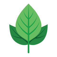 Green Leaf Illustration on White Background