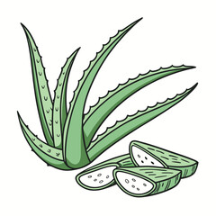 Fresh Aloe Vera Plant Leaf on White Background