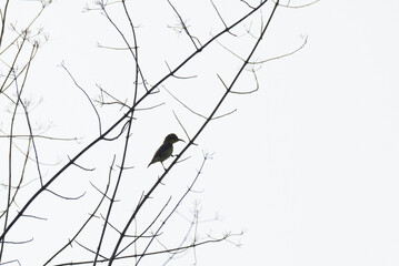 The vibrant, small silhouette of sunbird, resting on a thin leafless branch. The  background is blurred, soft with lush green foliage.