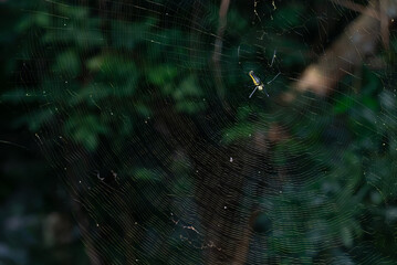 Golden orb weaver spider suspended in its meticulously crafted web against a backdrop of vibrant...