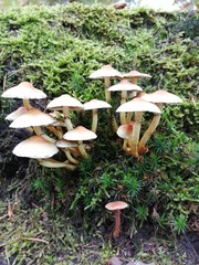 mushroom in the forest