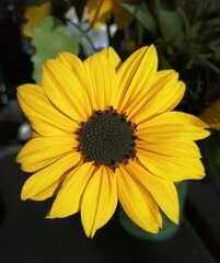 yellow flower on black background