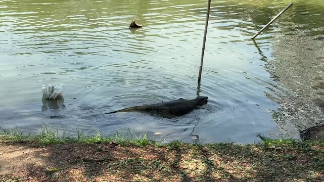 Water monitor lizard swimming in the lake in Lumphini Park bangkok thailand