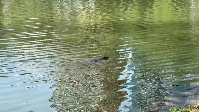 Water monitor lizard swimming in the lake in Lumphini Park bangkok thailand