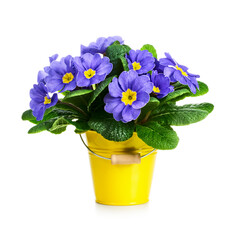 Primrose primula blue flowers in bucket photography isolated on white background. Clipping path. Original shadow.