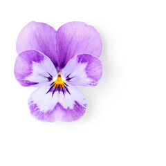 Viola pansy single flower photography isolated on white background. Clipping path. Original shadow.