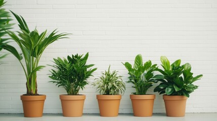 Obraz premium Indoor greenery display with potted plants against white brick wall for home decor inspiration