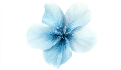 Soft Blue Flower Isolated on White Background for Elegant Designs