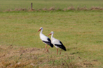Two wild white stork in its natural habitat walking on the green meadow, Is a large bird in the stork family Ciconiidae, Couple of Ciconia ciconia looking for food on grass filed, Living out naturally