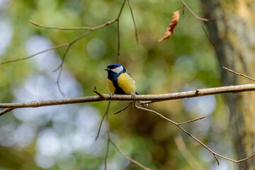 Selective focus of small bird Koolmees perching on tree in forest, The great tit (Parus major) is a passerine bird in the tit family Paridae, It is a widespread and common species throughout Europe.