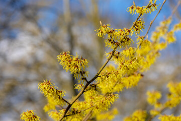 Selective focus of yellow flowers Hamamelis mollis in later winter or early spring, Witch hazels or Hamamelis are a genus of flowering plants in the family Hamamelidaceae, Natural floral background.