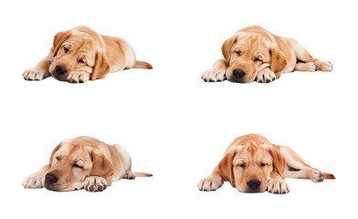 Relaxed Golden Labrador Puppy Resting on White Background