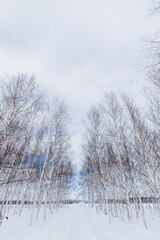 北海道の冬の白樺