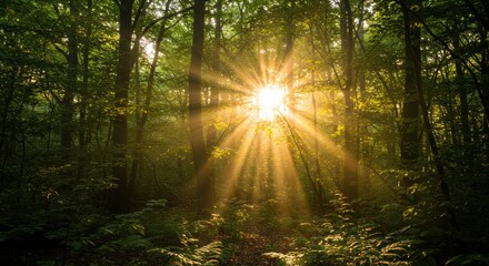 Fototapeta premium Sunlit Forest: Sunlight bursts through the lush canopy of a vibrant forest, illuminating the scene and creating a sense of awe. 