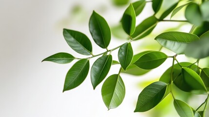 fresh green leaves on a branch