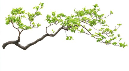 Beautiful tree branch with green leaves on a white background