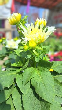 Dahlia LaBella flower in a flower stall
