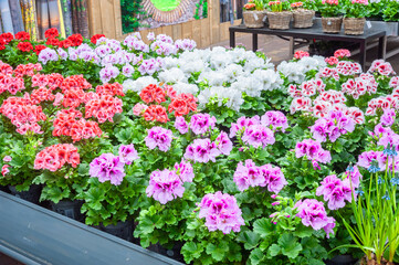 Fototapeta premium Regal Pelargonium or Geranium with flowers in several colors in a garden center