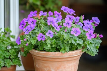 Naklejka premium Geranien. Blooming Geranium Flowers in Colorful Flowerpots on a European Garden Terrace