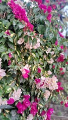 Vibrant Multicoloured Bougainvillea in a garden
