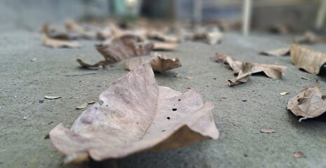Dries leaves on ground during Autumn season