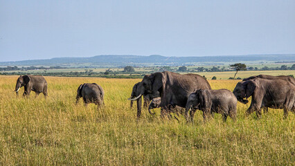 herd of elephants in the savannah
