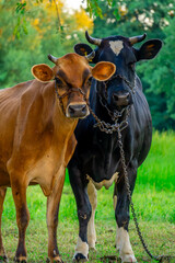 two cows, cattle grazing on a green meadow in summer. cows hugging each other tied with chains. beautiful summer sunset over the pasture. cute animals portrait.