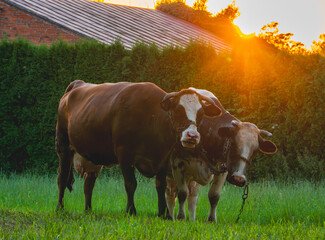 two cows, cattle grazing on a green meadow in summer. cows hugging each other tied with chains....