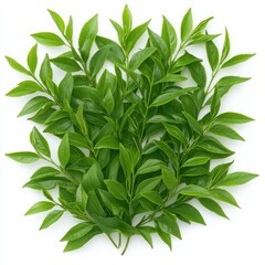 Fototapeta premium Lush Green Tea Leaves on White Background