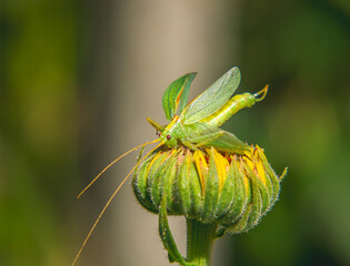 grasshopper, an insect sitting on a field flower bud. beautiful nature in the morning in summer.