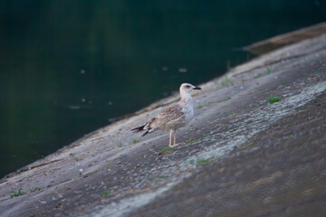 wild water bird seagull standing on the lake dam. seagull hunting for fish over the water.