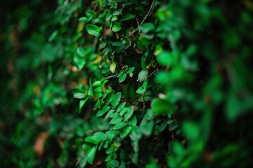 Obraz premium Green leaf wall texture background. Vine on the wall. Nature of green plants. Environmental freshness wallpaper concept.