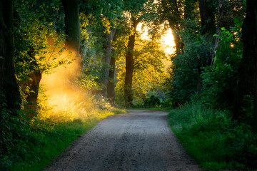 Obraz premium beautiful avenue of old oaks and other deciduous trees at the entrance to the village. sun rays shining through the trees. park landscape in summer. warm sun rays of sunset.