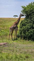giraffe in the wild