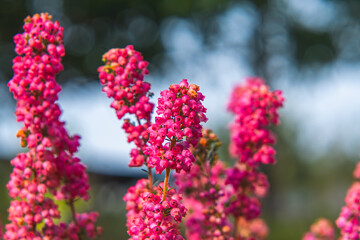 Beautifully blooming heather in the garden, pink flowers. ornamental bush in the garden. blurry background, macro scale top view