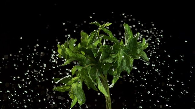 a bundle of fresh mint leaves in twisting motion 