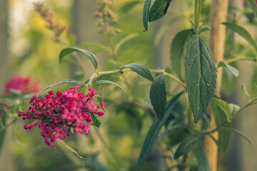 buddleia davida garden shrub while flowering in the garden, a shrub with a beautiful scent and beautiful small flowers on a macro scale.