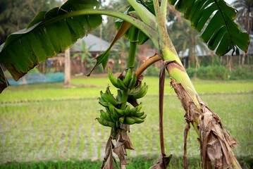 Cultivated banana  tree with bunch of green bananas