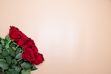 red roses flowers colored background background for screensavers Valentine's Day