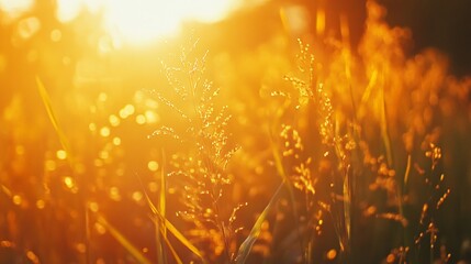Serene Corn Field in Agronomy Garden with Soft Illumination - Agricultural Stock Photo