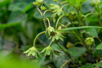 blooming young strawberry bush with strawberry flowers. fruit bush in summer, fresh fruit from your own garden.