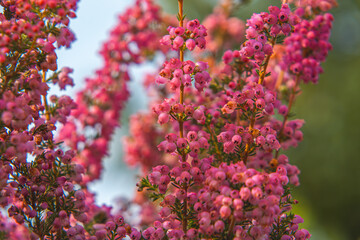 pink delicate briar flowers on a blurry abstract background. forest bushes, summer-autumn season