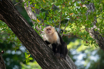 White headed Capuchin Monkey in a forest in Guanacaste, Costa Rica.