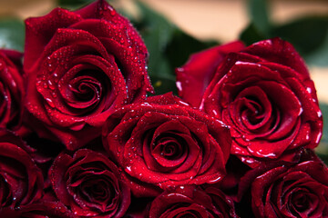 Red roses lie on top of each other. Water drops on rose petals. Valentine's Day.