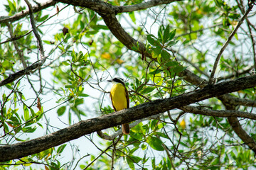 A Great Kiskadee bird sitting on a branch in a tree.