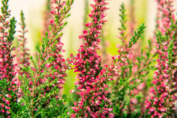 green and pink heather flowers on a blurry abstract background. forest bushes, summer-autumn season