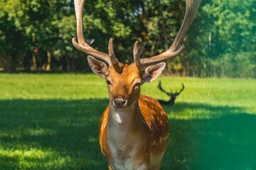 wild animal fallow deer standing on a green meadow near the forest. an animal with large antlers in...