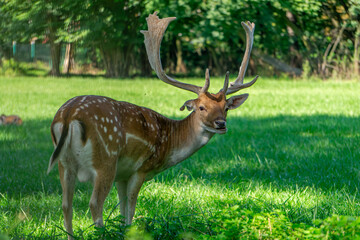 wild animal fallow deer standing on a green meadow near the forest. an animal with large antlers in natural conditions.
